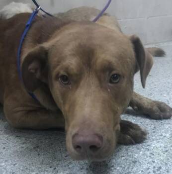 A421021 -  Labrador Retriever Dog for Adoption in Conroe, Texas - A421021 | PetCurious