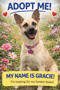 German Shepherd Dog and Labrador Retriever Dogs Available for Adoption - Gracie | PetCurious