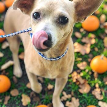Chacha -  Chihuahua Dog for Adoption in Lorida, Florida - Chacha | PetCurious