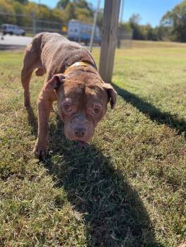 Rescue Pit Bull Terrier Dogs for Adoption in Maryville, Tennessee - Jabba The Mutt | PetCurious