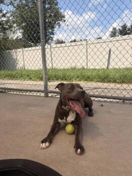 Sterling -  Pit Bull Terrier and Mixed Breed Dog for Adoption in Morristown, New Jersey - Sterling | PetCurious