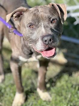 Big Ben -  Pit Bull Terrier Dog for Adoption in Anderson, Indiana - Big Ben | PetCurious