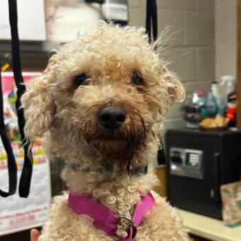 Miniature Poodle Dogs Available for Adoption in Hinesville, Georgia - Lil Man | PetCurious