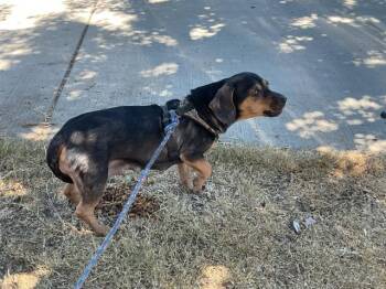 ROSA -  Beagle and Chihuahua Dog for Adoption in Ontario, California - ROSA | PetCurious