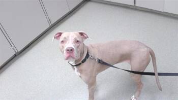 JULIA -  Boxer and Mixed Breed Dog for Adoption in Omaha, Nebraska - JULIA | PetCurious