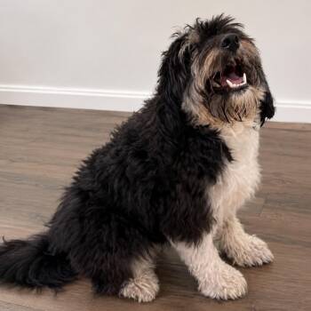 Benson -  Aussiedoodle Dog for Adoption in Pilot Point, Texas - Benson | PetCurious