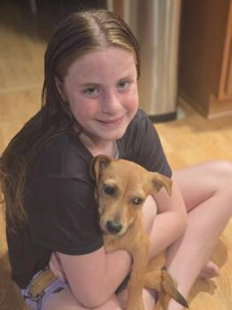 Terrie -  Chiweenie and Dachshund Dog for Adoption - Terrie | PetCurious