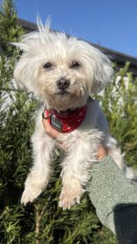 Maltese Dogs Available for Adoption - Gigi | PetCurious