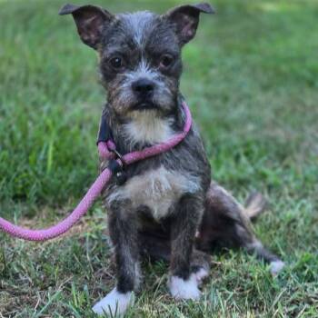 Tallulah -  French Bulldog and Shih Tzu Dog for Adoption in Tylertown, Mississippi - Tallulah | PetCurious