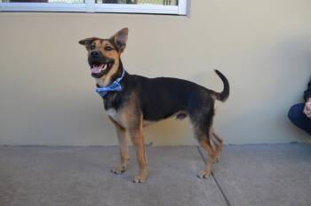 Jetty (In Foster) -  Shepherd Dog for Adoption in Mckinney, Texas - Jetty (In Foster) | PetCurious