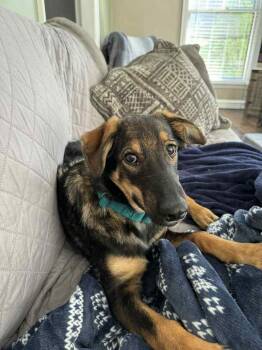 Rescue German Shepherd Dog Dogs for Adoption in Fredonia, Wisconsin - Scarlett II | PetCurious