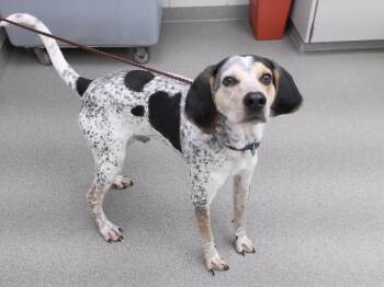 DUSTY -  Bloodhound and Mixed Breed Dog for Adoption in Omaha, Nebraska - DUSTY | PetCurious