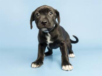 TORA -  Pit Bull Terrier Dog for Adoption in Phoenix, Arizona - TORA | PetCurious