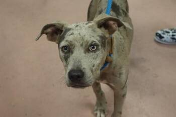 JADE -  Mixed Breed Dog for Adoption in Columbia, South Carolina - JADE | PetCurious