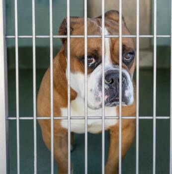 American Bulldog Dogs Available for Adoption - SAM | PetCurious