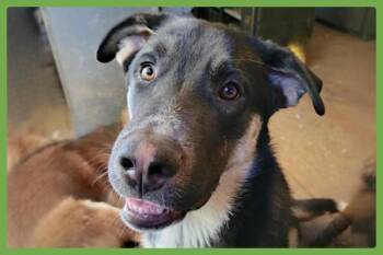 Bradach -  German Shepherd Dog and Siberian Husky Dog for Adoption in Amherst, Massachusetts - Bradach | PetCurious