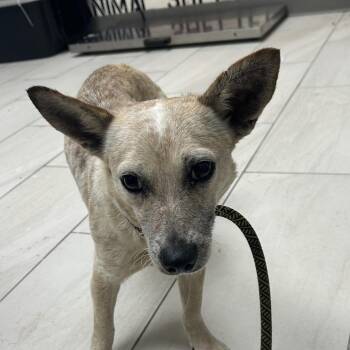Chihuahua Dogs Available for Adoption in Lufkin, Texas - Saki | PetCurious