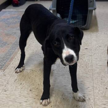 Labrador Retriever and Mixed Breed Dogs Available for Adoption in Lucedale, Mississippi - ANGEL | PetCurious