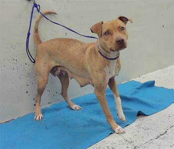 Staffordshire Bull Terrier and Mixed Breed Dogs Available for Adoption in Houston, Texas - HELLEN | PetCurious
