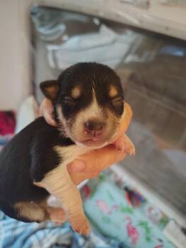 Minnie -  Chihuahua and Dachshund Dog for Adoption in Deming, New Mexico - Minnie | PetCurious