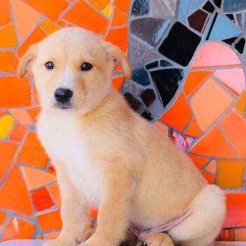 Spain Pup - Bilbao -  Golden Retriever and Labrador Retriever Dog for Adoption in San Diego, California - Spain Pup - Bilbao | PetCurious