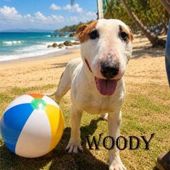 Woody -  Bull Terrier Dog for Adoption in Palm Desert, California - Woody | PetCurious