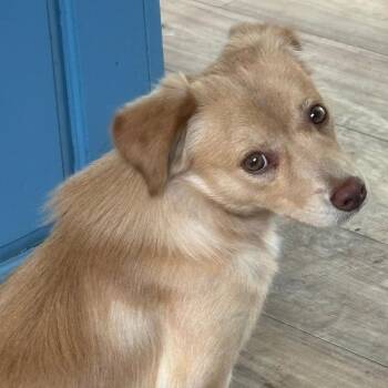 Truffle -  Chihuahua Dog for Adoption in Sonoma, California - Truffle | PetCurious