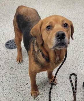 Clovis -  Mixed Breed Dog for Adoption in Kansas City, Missouri - Clovis | PetCurious