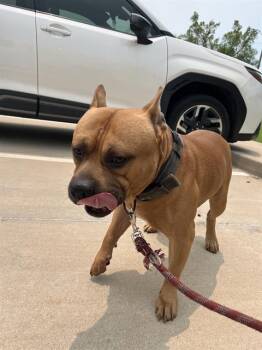 A476782 -  American Staffordshire Terrier Dog for Adoption in Oklahoma City, Oklahoma - A476782 | PetCurious