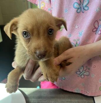 Terrier and Chiweenie Dogs Available for Adoption - Ziti | PetCurious