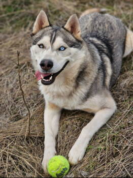 Rescue Alaskan Malamute and Husky Dogs for Adoption in Battle Ground, Washington - Timber | PetCurious