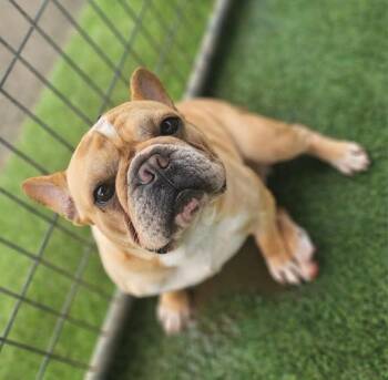 Thomas -  French Bulldog Dog for Adoption in Hopkinsville, Kentucky - Thomas | PetCurious