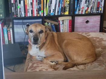 Dolly -  Mixed Breed Dog for Adoption in Monticello, Minnesota - Dolly | PetCurious