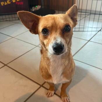 Boss Hog -  Chihuahua Dog for Adoption in Merritt Island, Florida - Boss Hog | PetCurious