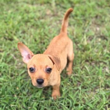 Jelly -  Chihuahua and Dachshund Dog for Adoption in Baton Rouge, Louisiana - Jelly | PetCurious