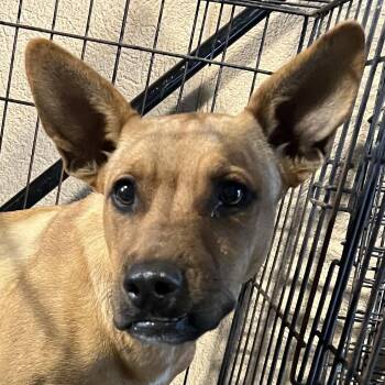111271 -  Mixed Breed Dog for Adoption in Las Cruces, New Mexico - 111271 | PetCurious