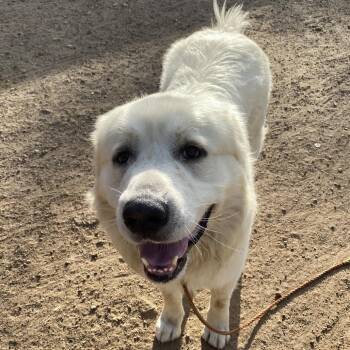 Great Pyrenees Dogs Available for Adoption in Austin, Texas - Dr. Seuss | PetCurious