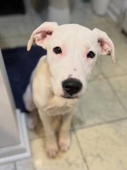 Mixed Breed Dogs Available for Adoption in Highland, New York - Lucy | PetCurious