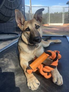Rescue German Shepherd Dog Dogs for Adoption in San Diego, California - Daisy | PetCurious