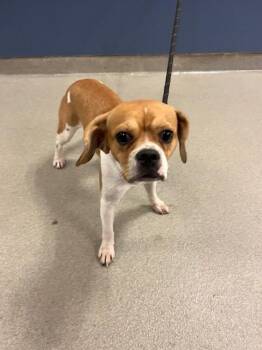 STIMPY -  Beagle and Pug Dog for Adoption in Doral, Florida - STIMPY | PetCurious