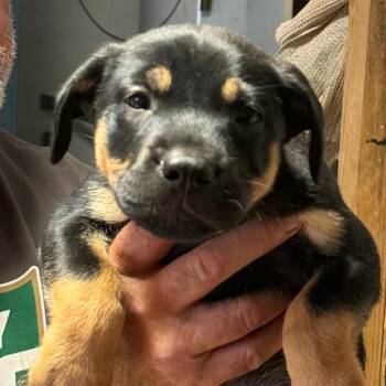 Bryant -  Shepherd and Mixed Breed Dog for Adoption in Oceanside, California - Bryant | PetCurious