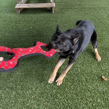 Lucario -  Shepherd Dog for Adoption in Eatontown, New Jersey - Lucario | PetCurious