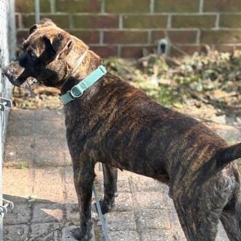 Rescue Staffordshire Bull Terrier Dogs for Adoption in Lavon, Texas - Brindello | PetCurious
