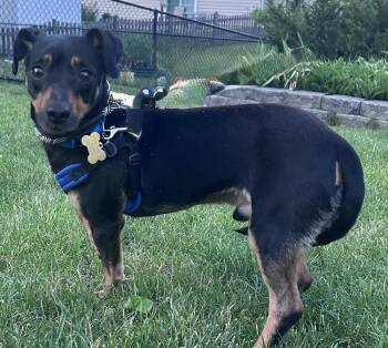 Gregg Allman -  Terrier and Chihuahua Dog for Adoption in Mundelein, Illinois - Gregg Allman | PetCurious