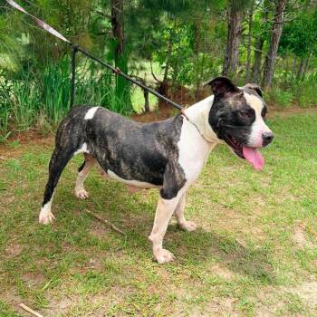 Sasha -  Boxer and American Bulldog Dog for Adoption in Foley, Alabama - Sasha | PetCurious