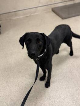 BARBIE -  Labrador Retriever Dog for Adoption in Riverside, California - BARBIE | PetCurious