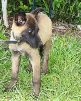 Tigra-12wks-Spay Contract Required $425 -  German Shepherd Dog and Belgian Shepherd Malinois Dog for Adoption in Holly Hill, South Carolina - Tigra-12wks-Spay Contract Required $425 | PetCurious