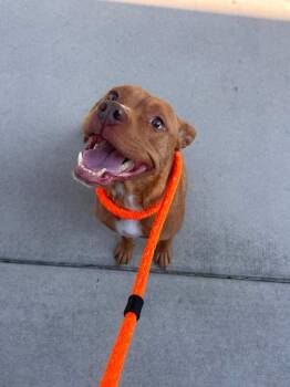 Fanny -  Pit Bull Terrier Dog for Adoption in New Bern, North Carolina - Fanny | PetCurious