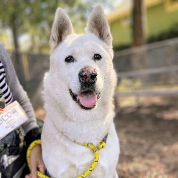 Trudy -  Husky Dog for Adoption in Oakland, California - Trudy | PetCurious