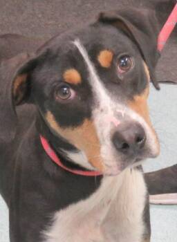 Rescue Beagle and Treeing Walker Coonhound Dogs for Adoption in Lexington, Virginia - Morgan | PetCurious